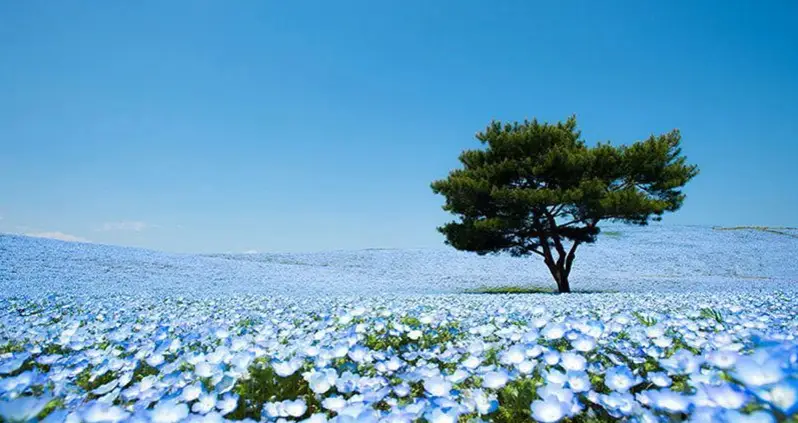 This Japanese Garden Is So Colorful It Will Turn The Brownest Of Thumbs Green