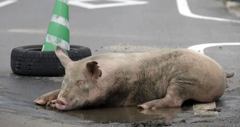 The Earth Strikes Back: Five Places Reclaimed by Nature