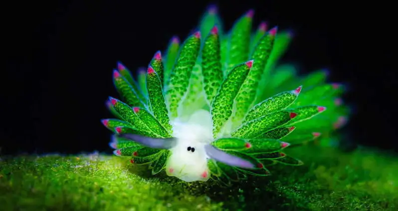 Scientists Recently Named A Sea Slug Species After Khaleesi. Here’s Why.