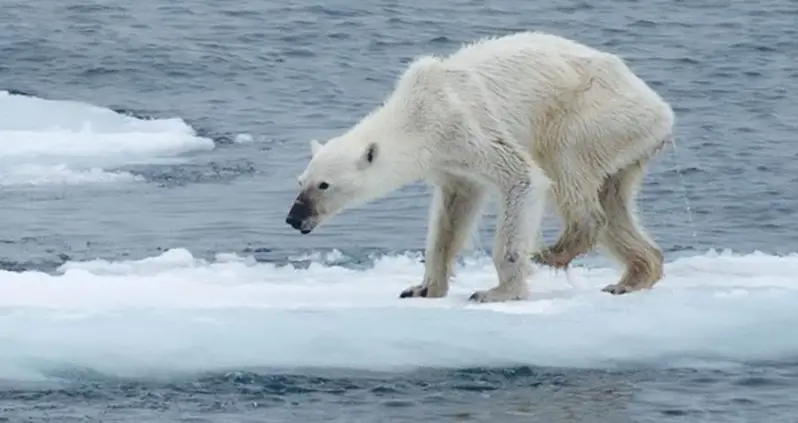 Photo Of The Day: An Emaciated Polar Bear Reveals Its Species’ Grim Future