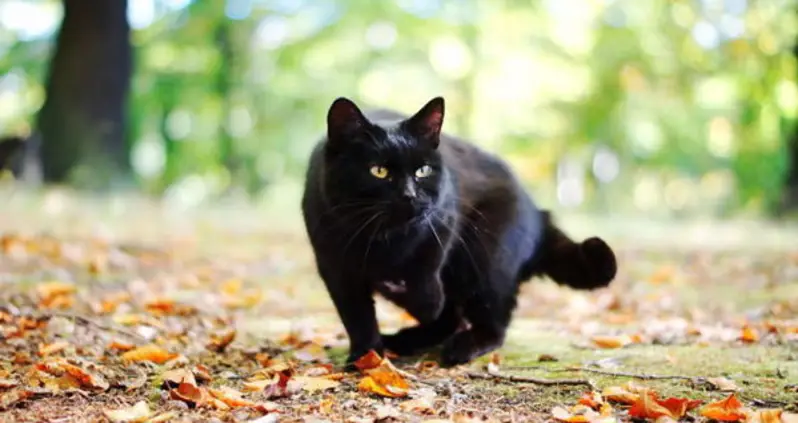 The Surprising Stories Behind Seven Of The Most Common Superstitions