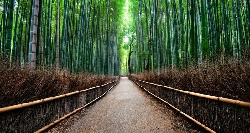 Inside Kyoto, The City Of 10,000 Shrines
