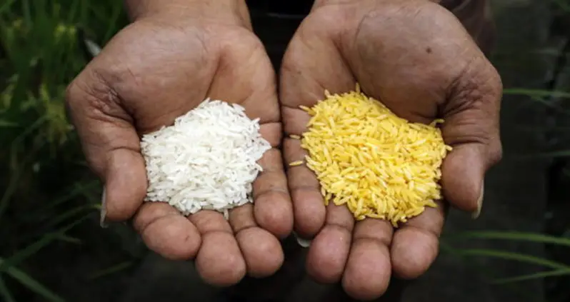 The GMO Foods Controversy: What It Is And Why It’s All Wrong