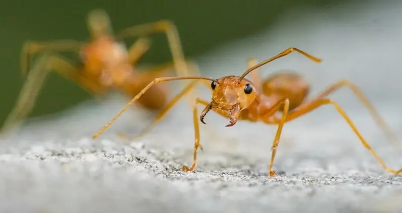 Ants Are The World’s True Conquerors. Here’s Why.