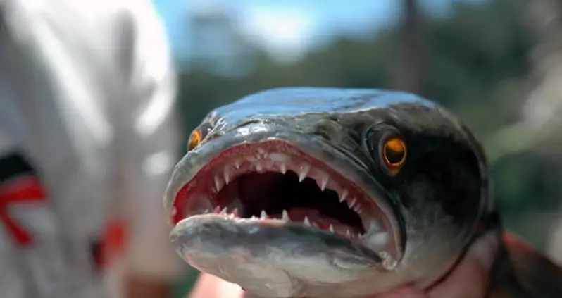 Killer Fish And Man-Eating Snakes: Nine Invasive Species That Are Destroying America