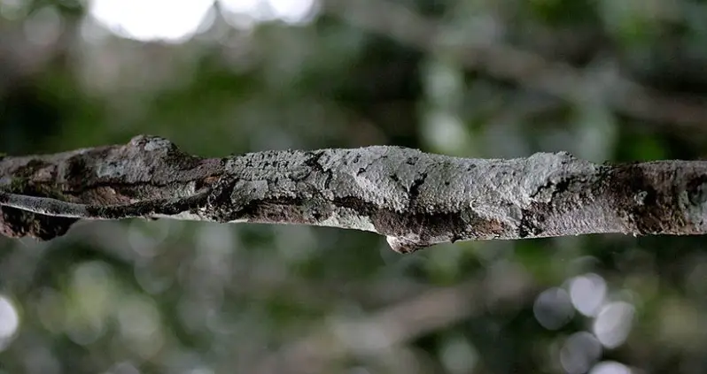 27 Animals That Don’t Think You Can See Them