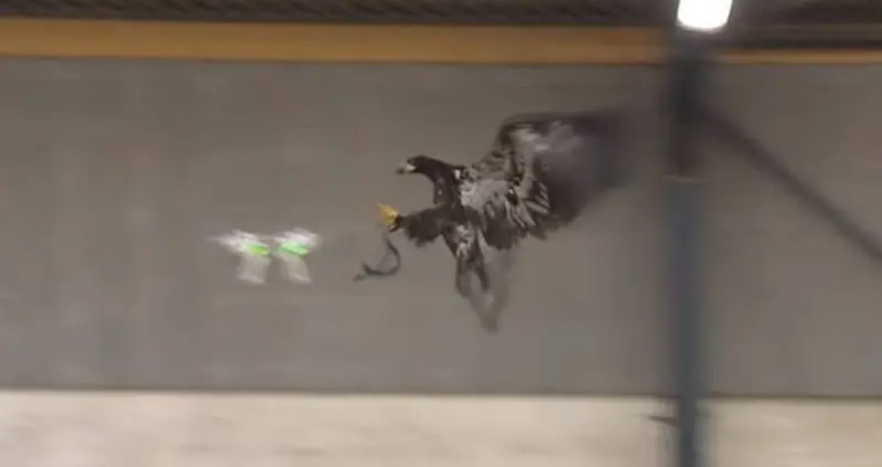 Video Of The Day: Watch An Eagle Take Out A Drone