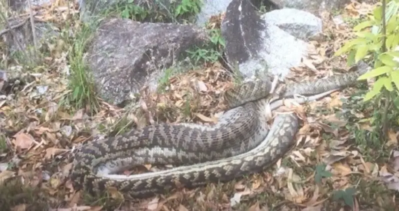 Video Of The Day: Watch A 17-Foot Python Swallow An Entire Kangaroo Whole