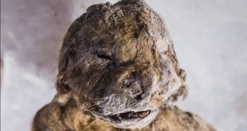 Scientists Will Attempt To Bring An Extinct Cave Lion Species Back To Life