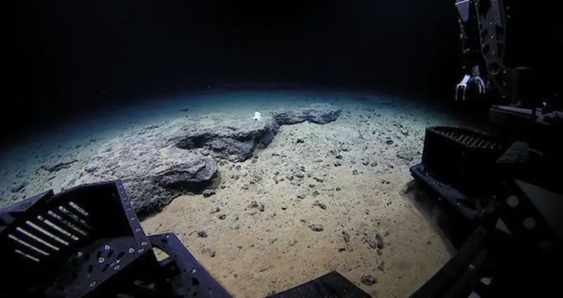Video Of The Day: See The Deep-Water Ghost Octopus That’s Confounding Scientists