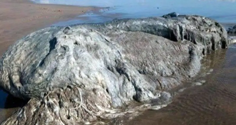 See The 13-Foot-Long Mystery Sea Creature That Just Washed Up In Mexico