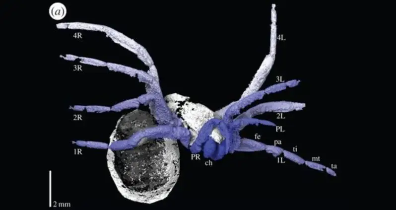 Photo Of The Day: Scientists Discover 305 Million-Year-Old Spider Ancestor