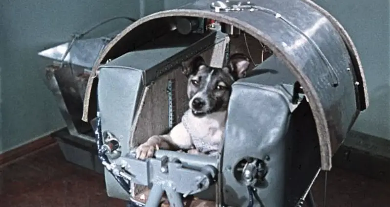 Meet Laika, The Soviet Dog Who Was Forced To Give Her Life For The Space Race