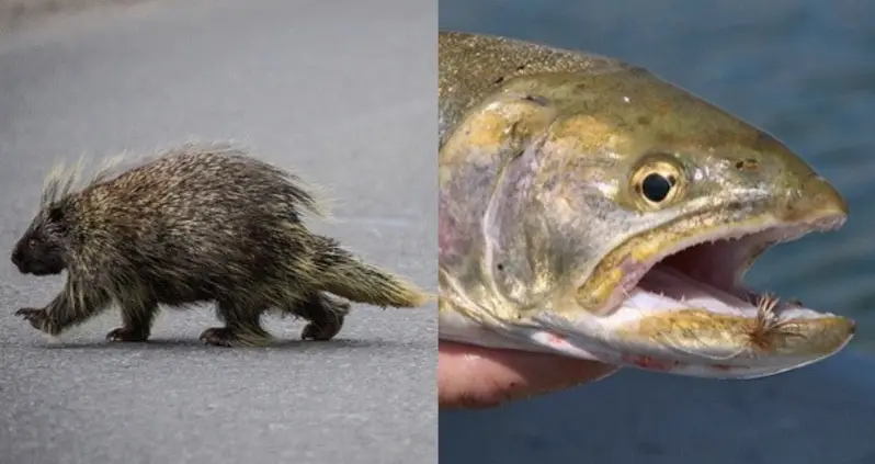 Clowns, Fish, And Porcupines: 18 Of The World’s Weirdest Sex Laws