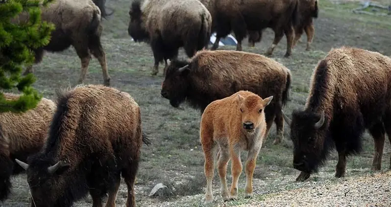 Park Rangers Forced To Kill Baby Buffalo Placed In Car by Tourists