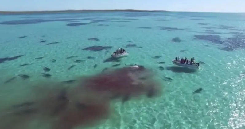 Tiger Sharks’ Feeding Frenzy Obliterates Whale