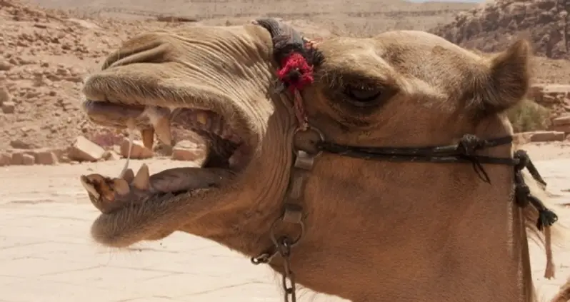 Camel Bites Off Owner’s Head After Being Tied Up In Heat All Day