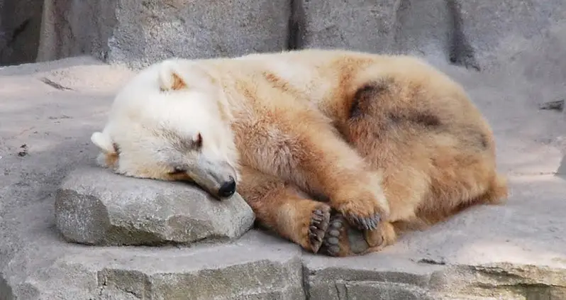Astounding Grizzly-Polar Bear Hybrid Found In Canada