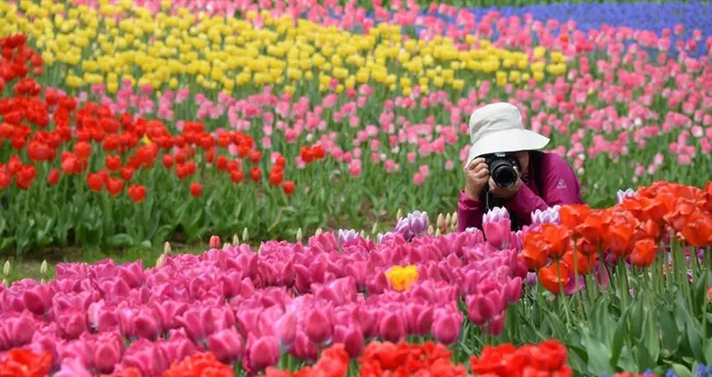 22 Stunning Photos Of Spring Flowers Around The World