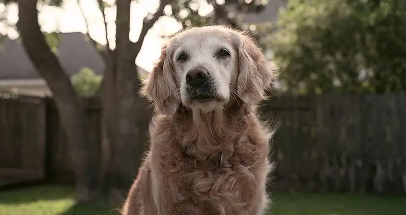 Last Known 9/11 Rescue Dog Laid To Rest
