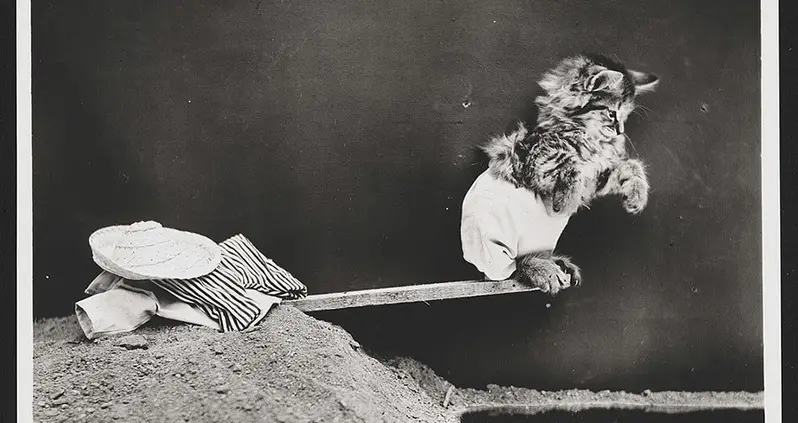 22 Photos That Pioneered Lolcats And Animal Memes A Century Ago