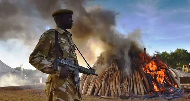 New Technology Takes Aims At Poachers