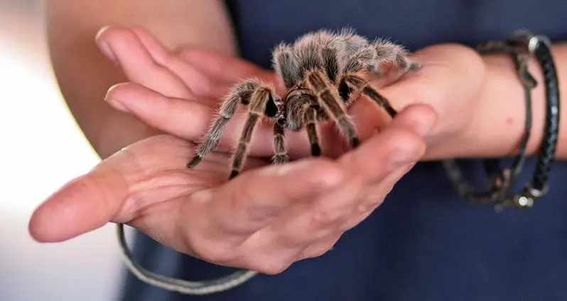 5 Disarming Spider Facts That Prove How Much We Need Them