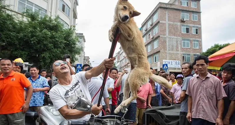 Inside Yulin Festival, China’s Controversial Dog Meat Eating Festival