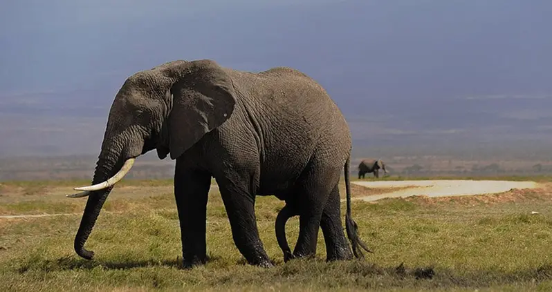 21 Facts To Take You Inside The Life And Mind Of An Elephant