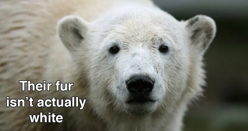 21 Strange But True Polar Bear Facts