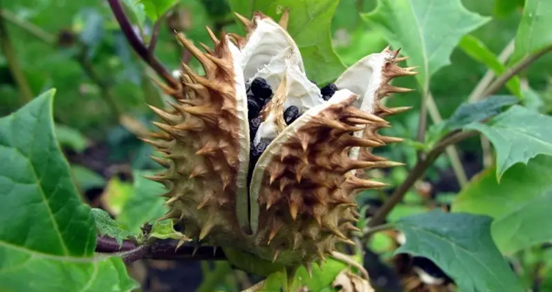Is Devil’s Breath The World’s Scariest Drug?
