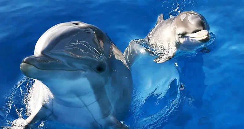 Dolphins Have Conversations Like Humans Do, New Study Says