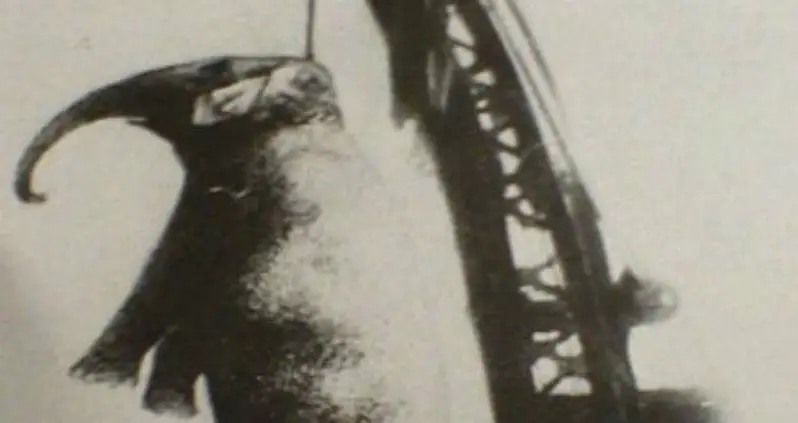 The Sad Story Of Murderous Mary, A Circus Elephant Hanged By A Tennessee Town