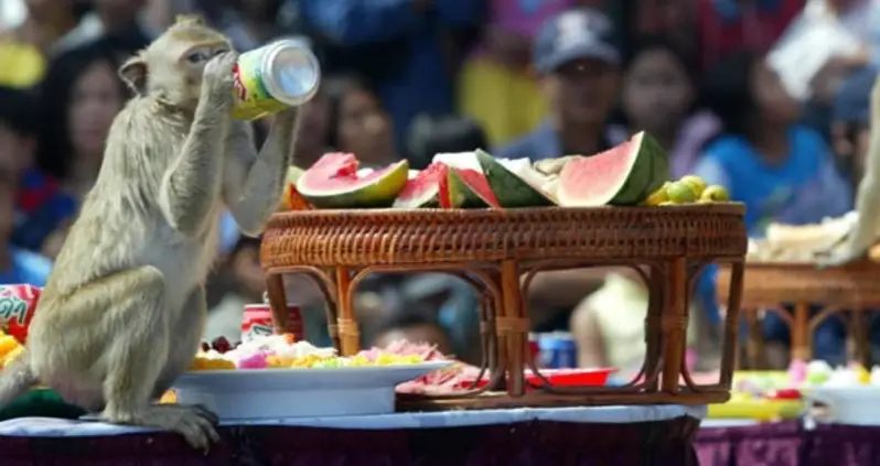 One-Of-A-Kind Scenes From Thailand’s Monkey Buffet Festival