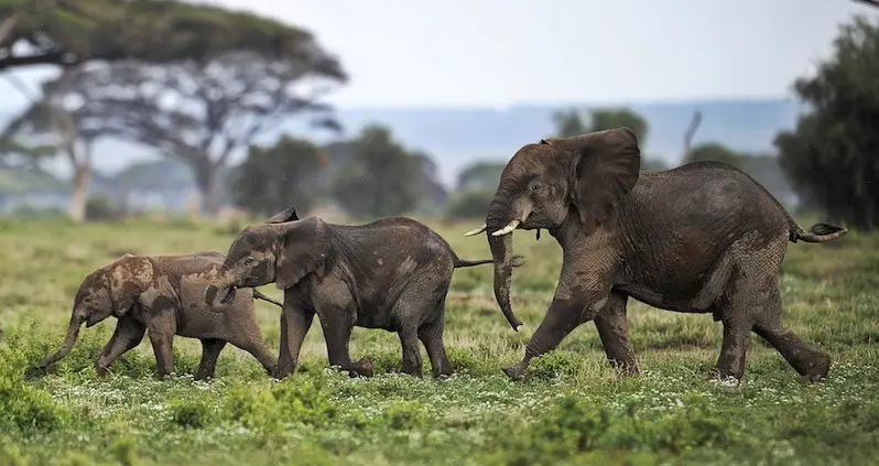 Poaching Is Causing The African Elephants To Become Tuskless