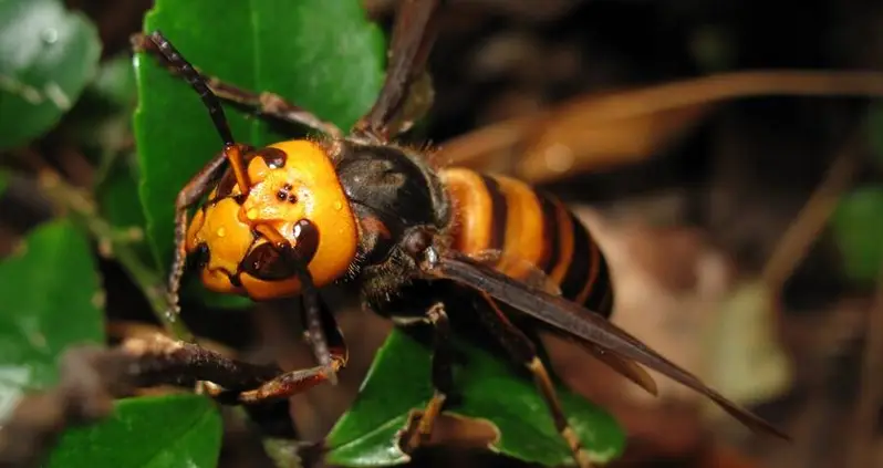 The Asian Giant Hornet, The Bee-Decapitating Hornet That Is The Stuff Of Nightmares