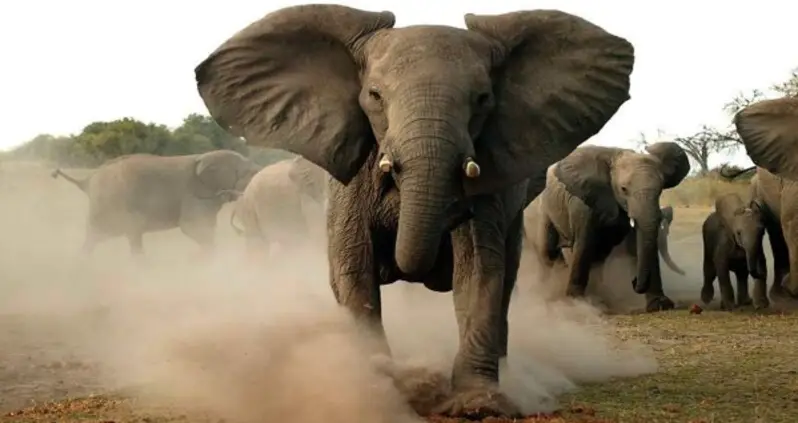 Big Game Hunter Trampled To Death By Elephant He Was Preparing To Shoot