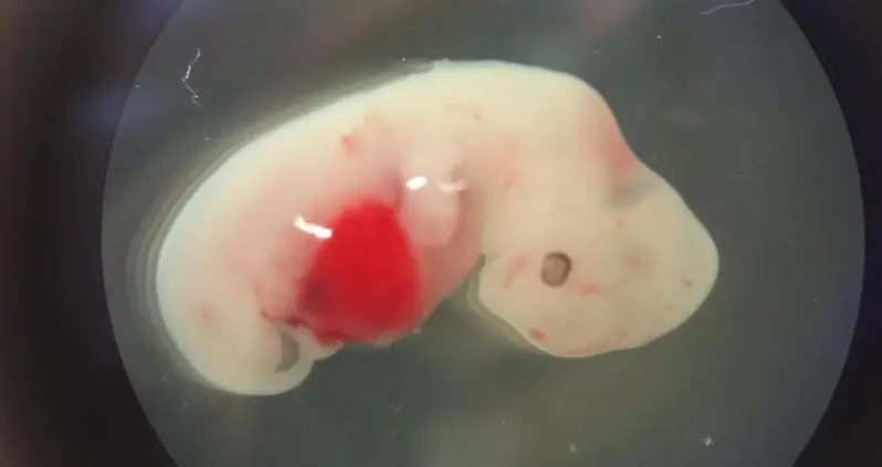 Scientists Create Human-Animal Hybrid In Laboratory, Hope Breakthrough Will Save Lives