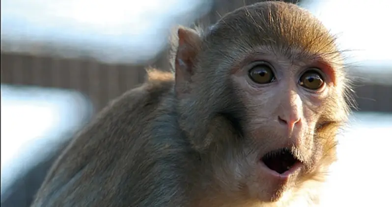 Humans Have More In Common With Monkeys Than Previously Thought, New Research Shows