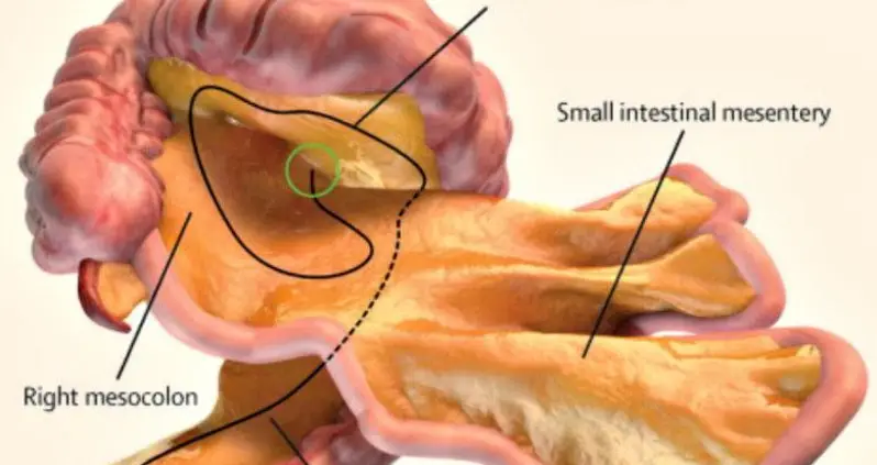 Brand New Organ Discovered In Human Body By Irish Medical Researchers