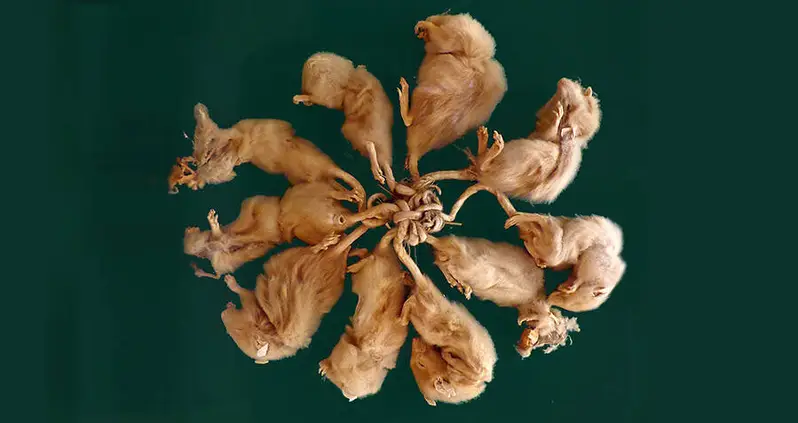 What Are Rat Kings, The Super-Rodents Made Of Tangled Tails?