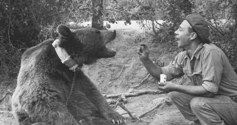 How Wojtek The Bear Became A World War II Hero