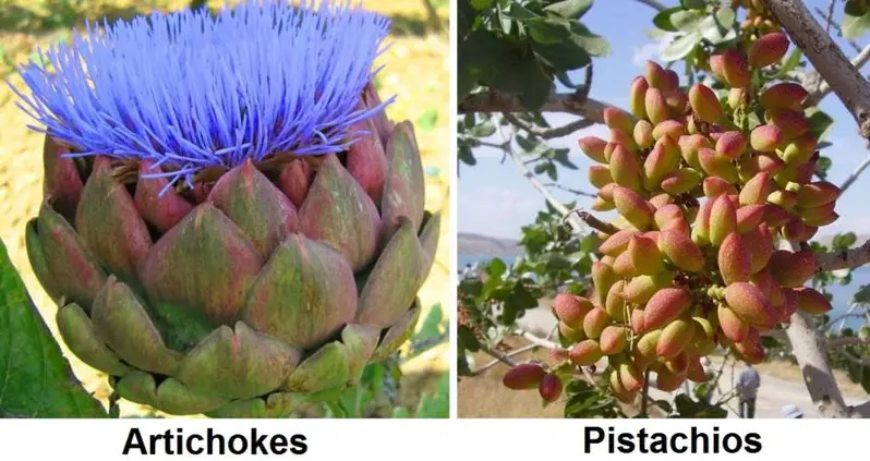 What Your Favorite Foods Look Like Before Harvest And Processing