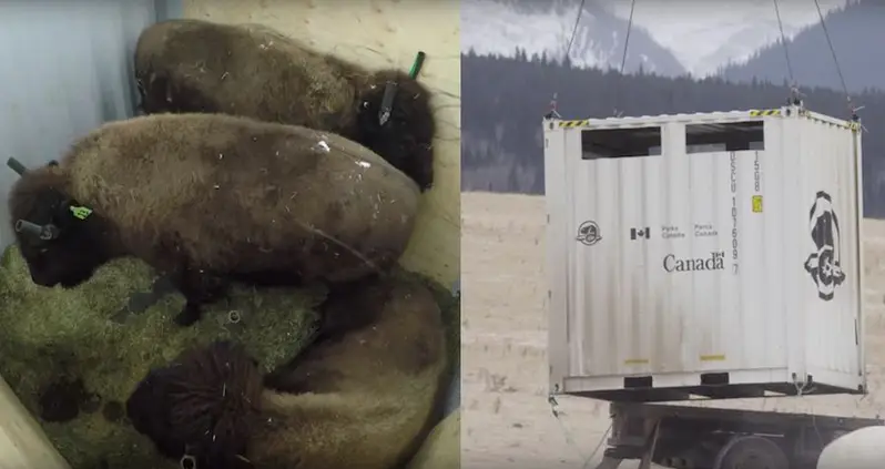 Watch Canada Airdrop Bison Into National Park In Order To Repopulate