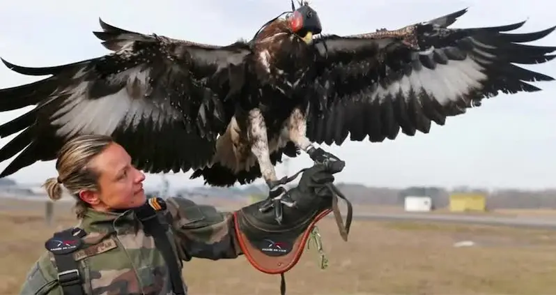 The French Military Is Training Eagles To Take Down Drones
