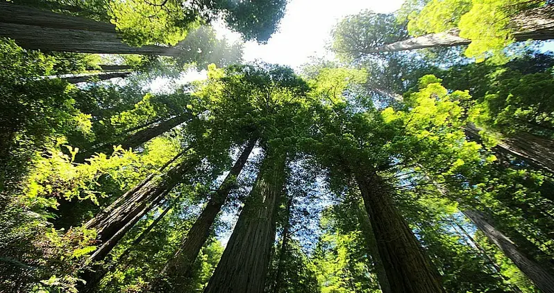 How Trees “Talk” To One Another