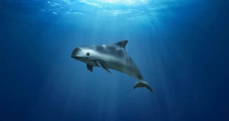 Vaquita, The World’s Smallest Porpoise, Is On The Verge Of Extinction
