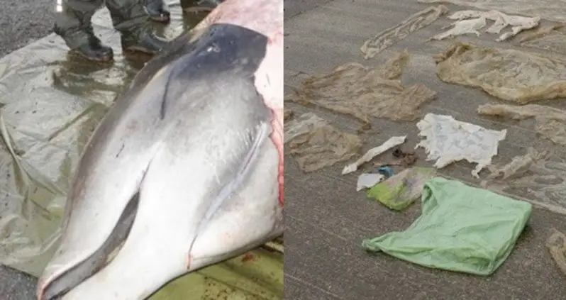 Beached Whale’s Stomach Filled With Huge Ball Of Deadly Plastic Bags