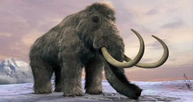 Harvard Scientists Plan To Resurrect Woolly Mammoth By 2019
