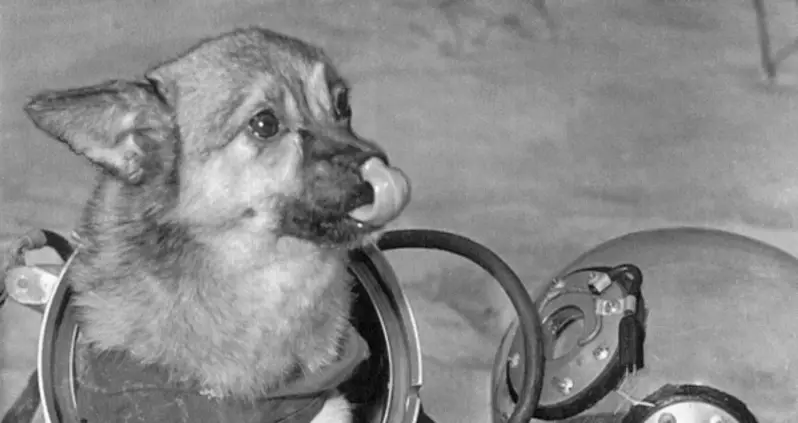 The Incredible Stories Of The First Animals In Space, In 40 Photos